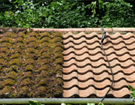 Gallery | Picture 41